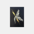 He Flew Too Close To The Sun - Versus Arts