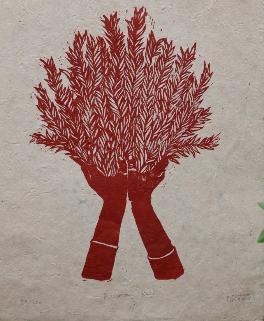 Rosemary - Versus Arts